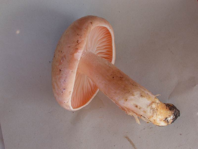 Hygrophorus pudorinus. Scheda fotografica